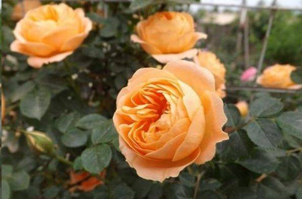 月季花有花苞不开花是咋回事 b629004ca32f4db2bb9c5a5fdf354419.jpeg