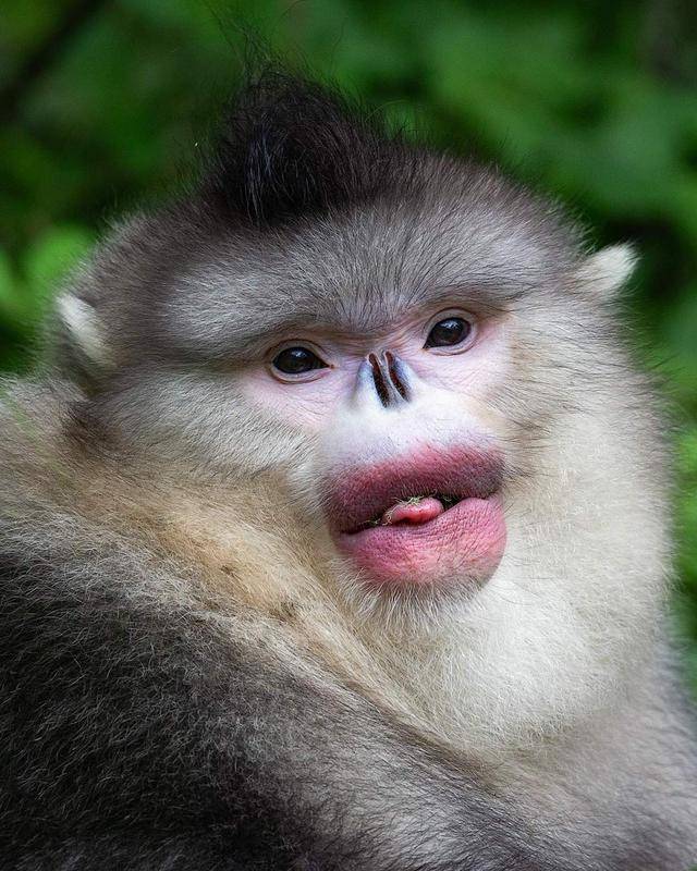 snub-nosed monkey,racehorse yunnan snub-nosed monkey, china (july 2019)