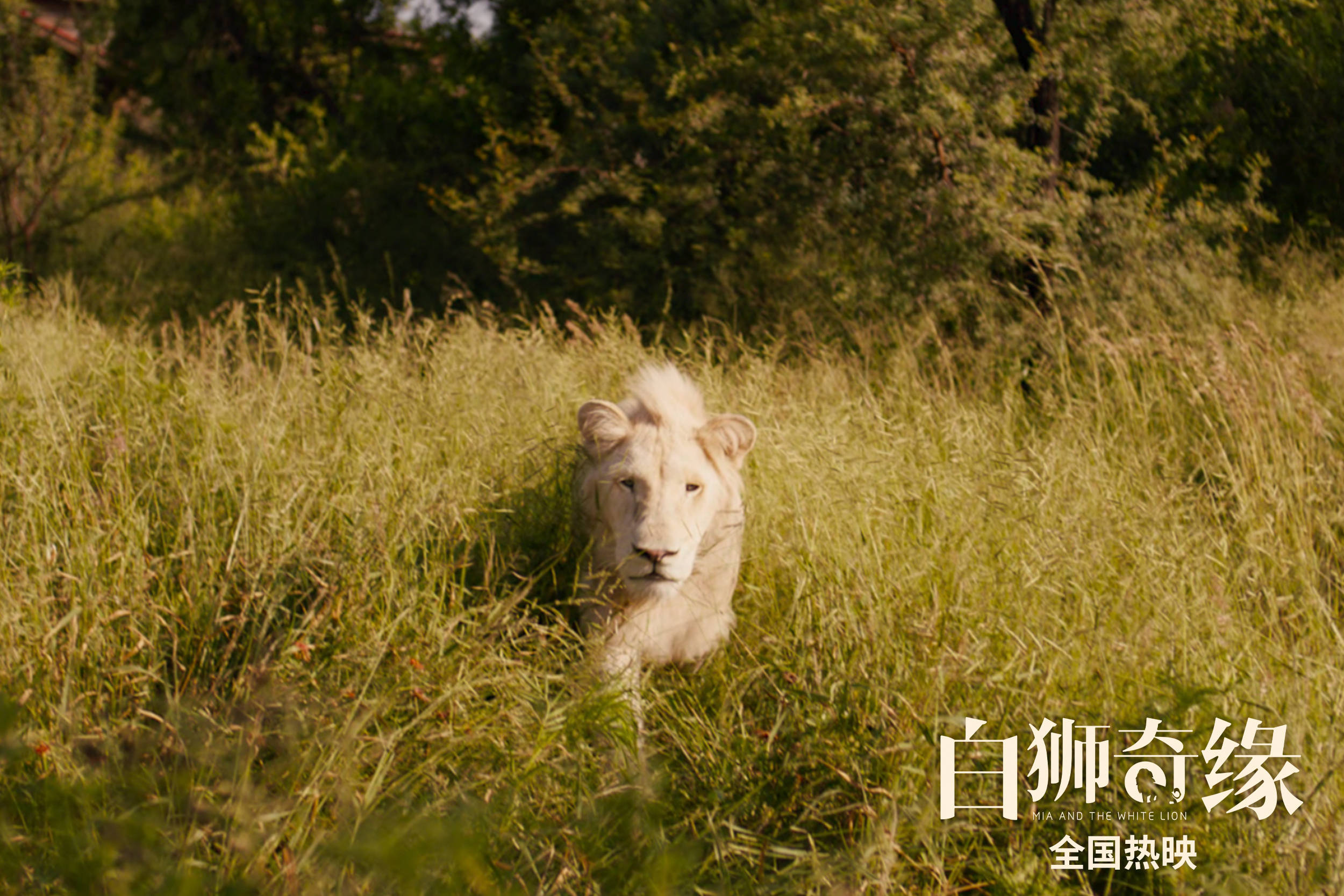 电影白狮奇缘热映获好评引发云撸狮观影后遗症