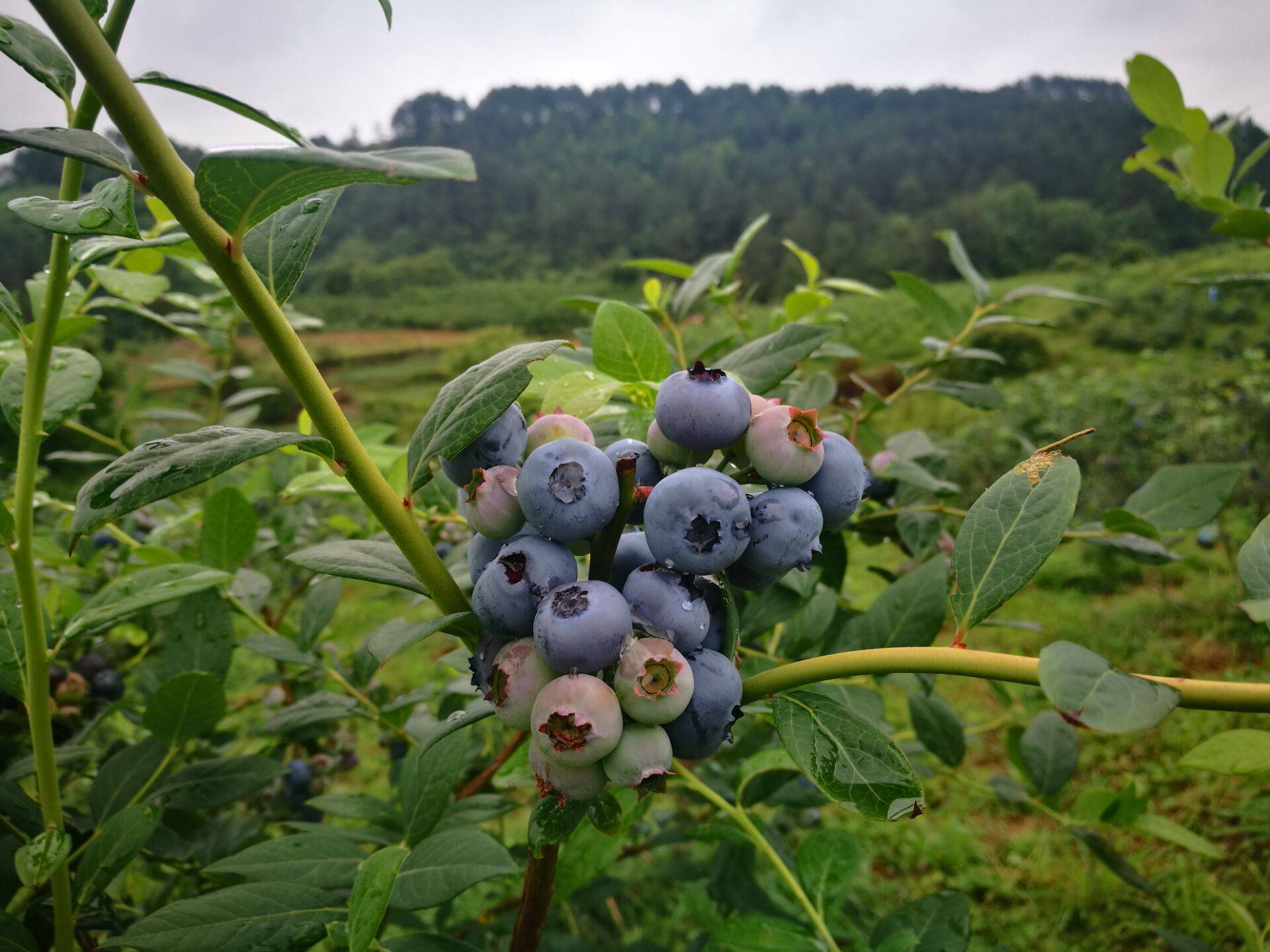 贵州蓝莓种植基地:麻江蓝莓·人间仙果