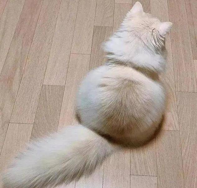 一组软萌的猫咪背影图片:太治愈了,怎么都看不够