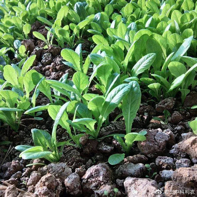 莴苣种植该如何选用肥料?_莴笋