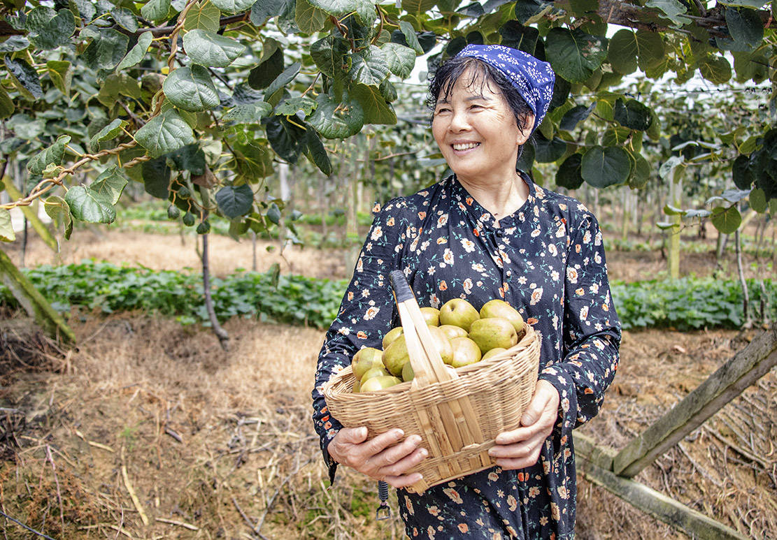 四川彭山谢家猕猴桃喜获丰收