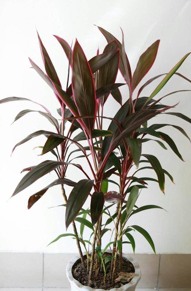 原创一种红叶富贵竹,名叫朱蕉气质高雅,养起来简单更气派