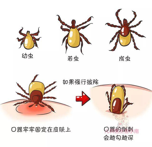 原创蜱虫叮咬用手硬拔?错!夏季宝宝身上冒出"小黑点"千万别大意