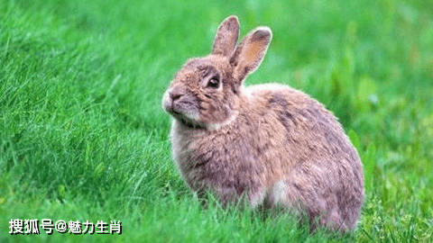 八月份，註定數犯桃花，情緣旺盛，有望喜逢真愛喜脫單的4大生肖 星座 第4張