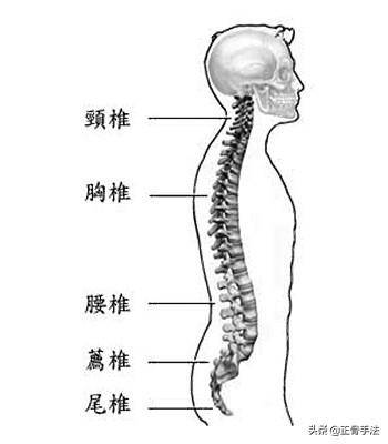 正骨手法必备:脊柱每一节段的定位方法,你掌握了没有呢?