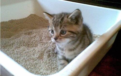 猫咪吃什么猫粮不臭 930f8af94d5f41bfaef2f422b520ea74.jpeg