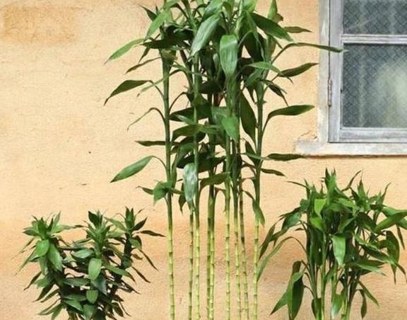 龟背竹水培好还是土培好呢 bab58d1eff5f41679240c690312fecdb.jpeg