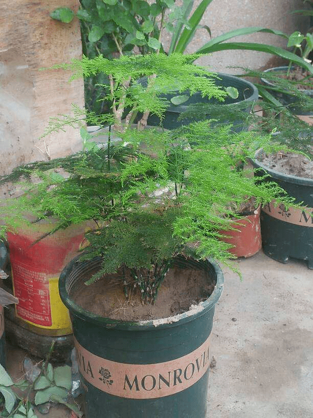 怎么养花土透气 e5cbfb4c65754917a330a7e5a31ab867.png