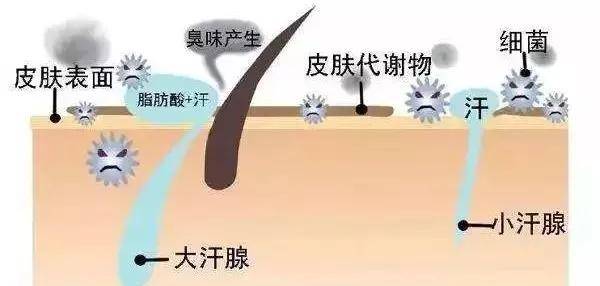 腋臭|就一定有狐臭?宝宝是“油耳朵”