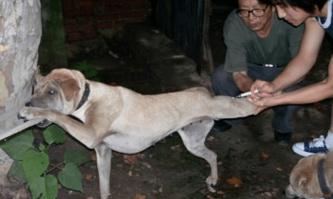 该公司|34天22涨停！从木匠、卖鞋到狂犬疫苗，老板生意堪比茅台！