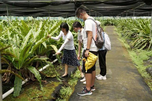 工作人员讲解山苏经过此次探访了解,清远市清新区三坑镇的定位为温泉