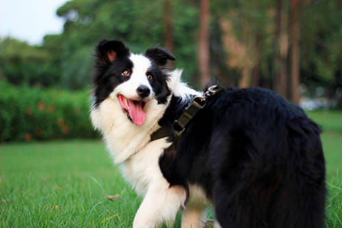 主人|怎么办【养宠经验】牧羊犬一直不长个子