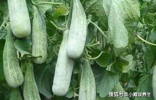 佛手瓜功效与营养价值 d9ec36ce6a4141e8ad3f4d3016960d11.jpeg