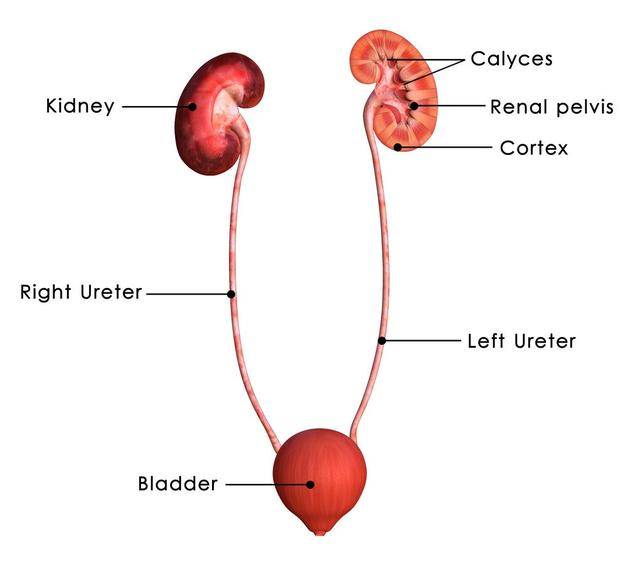 原创喝水6分钟变成尿,所以喝啤酒时,尿得又快又多的人肾最好 原创喝水6分钟变成尿,所以喝啤酒时,尿得又快又多的人肾最好