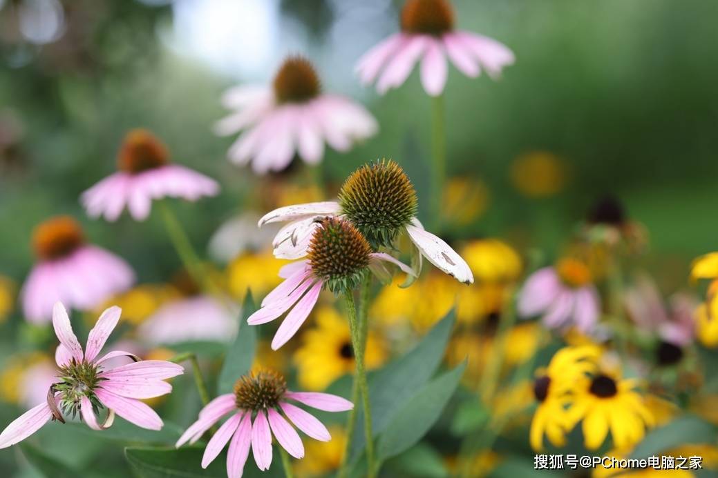 画幅|新一代全画幅专微旗舰 佳能EOS R5评测