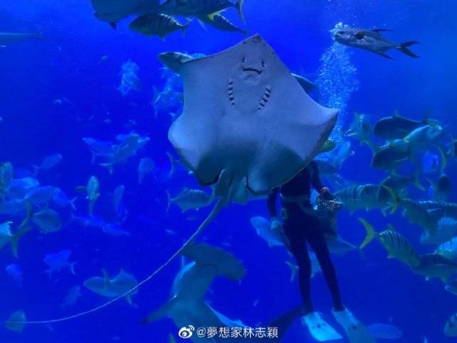 哥哥|双子星好激动，11岁黑米哥哥超爸爸肩膀林志颖带仨儿子逛海洋馆