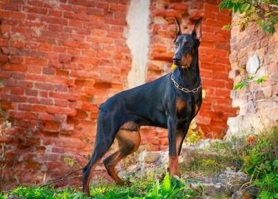 最好的狗排名_世界最好车子排名(2)