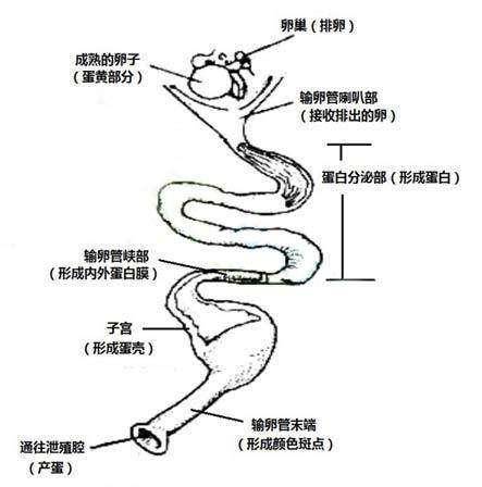 2020年了,你还没用上无抗的蛋鸡输卵管消炎产品吗?