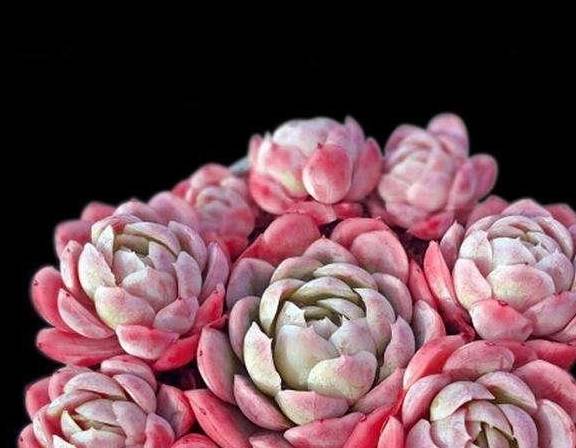 多肉种植土用什么好 040fb1754fc8459f83b21e6361540dfb.jpeg