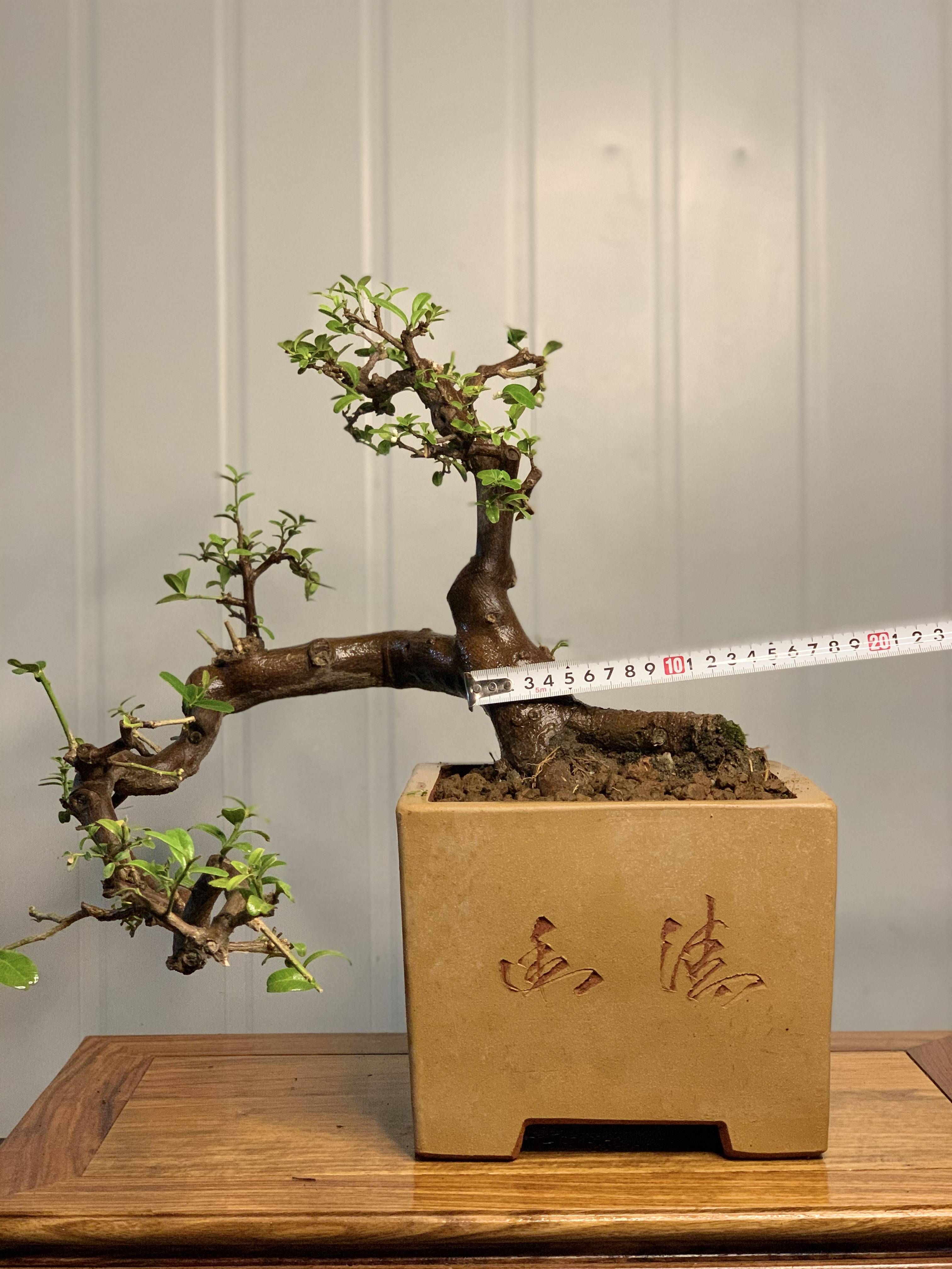 九里香盆景,花期7-10月