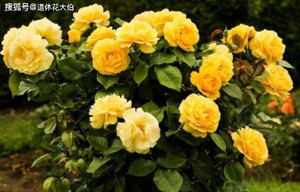 怎么养花才不会枯死 6a3102a01ad9447384939f3771525887.jpeg