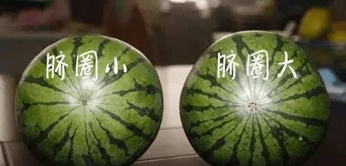怎么挑选西瓜又甜又鲜 d03fb1d98ea4466690848993784da4df.png
