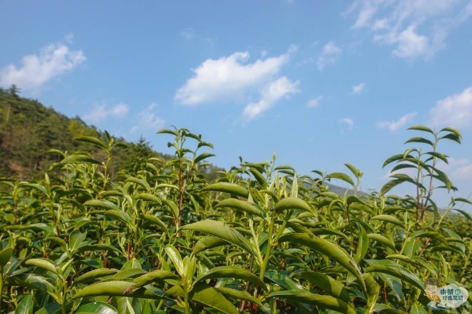六安|世界上唯一单片生叶制成的无芽无梗的茶叶 名字特别 更是茶中精品