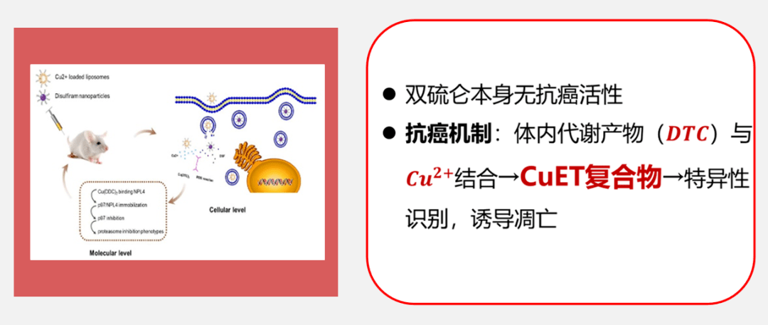 双硫仑的抗癌机制