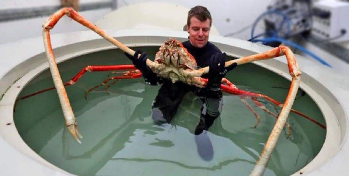 最大螃蟹脾气温和,为何被谣传成恐怖怪物