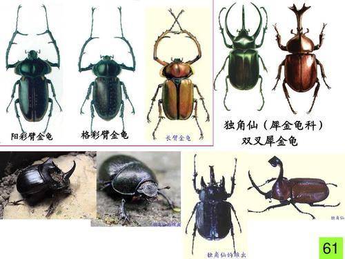 这种很像屎壳郎的昆虫曾需8担粮才能换1只,宣布灭绝后