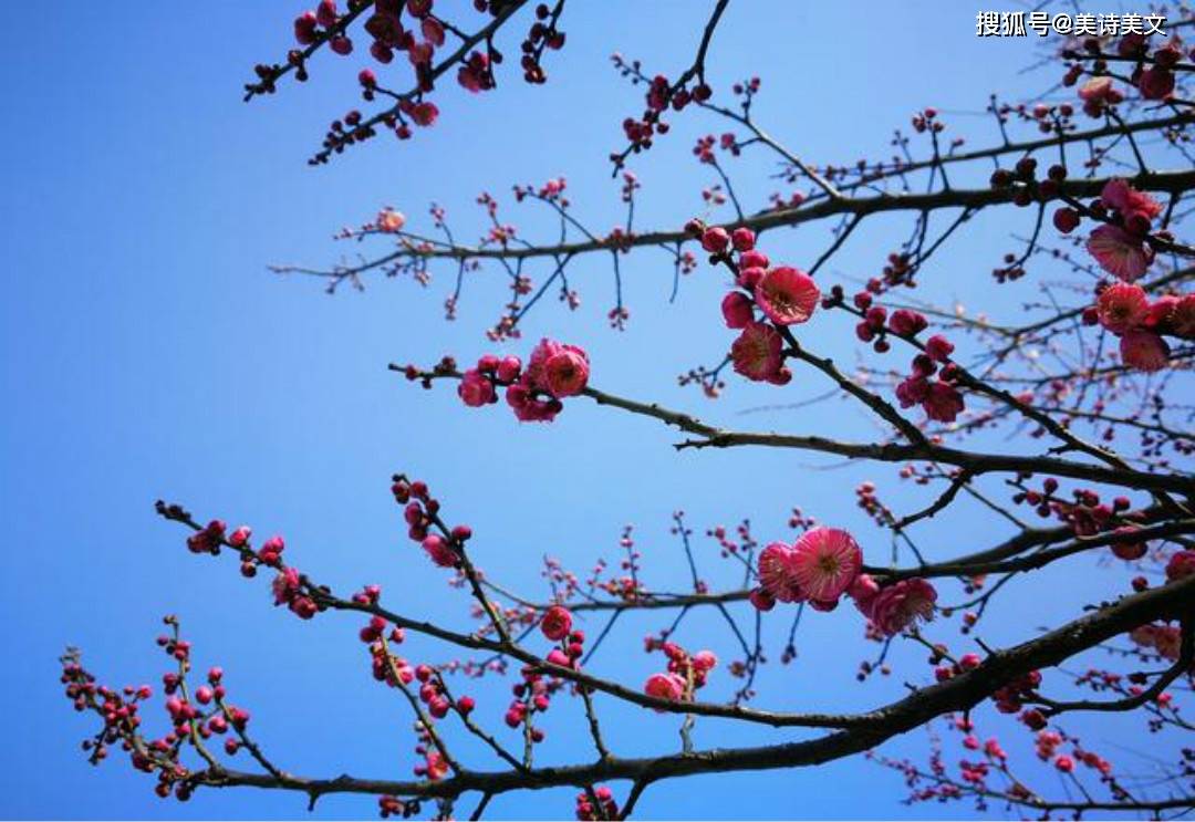 杨万里水平很高的一首诗只是那么信手拈来写出了不一样的梅花