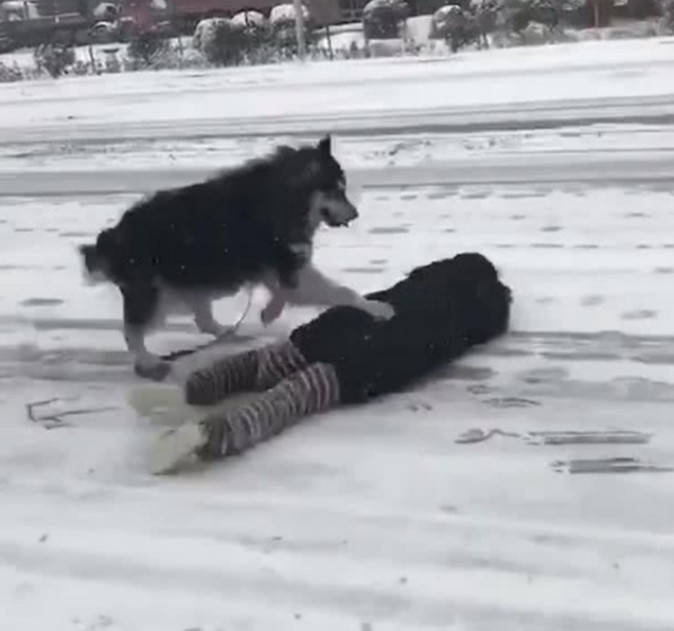 主人雪天带二哈出门,不小心滑倒在地,二哈随后举动气哭主人