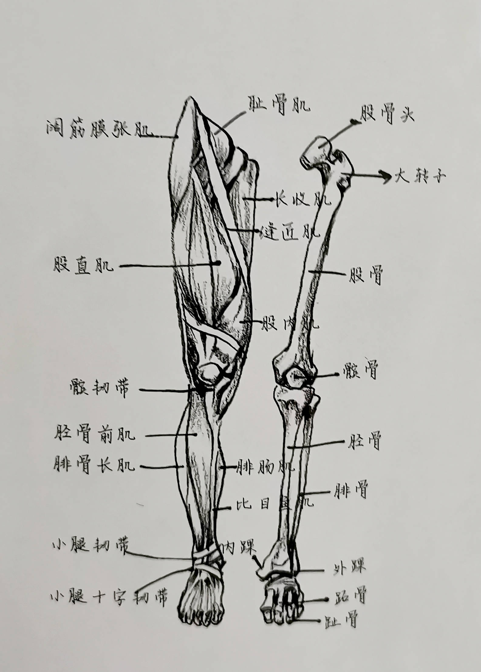 下肢骨骼与肌肉图