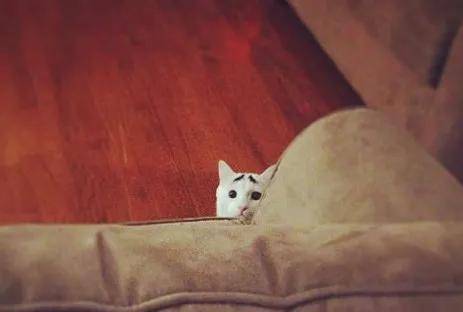 画可可爱爱的小猫咪 a15d2634bd1f4731b708fd22c5ca7873.jpeg
