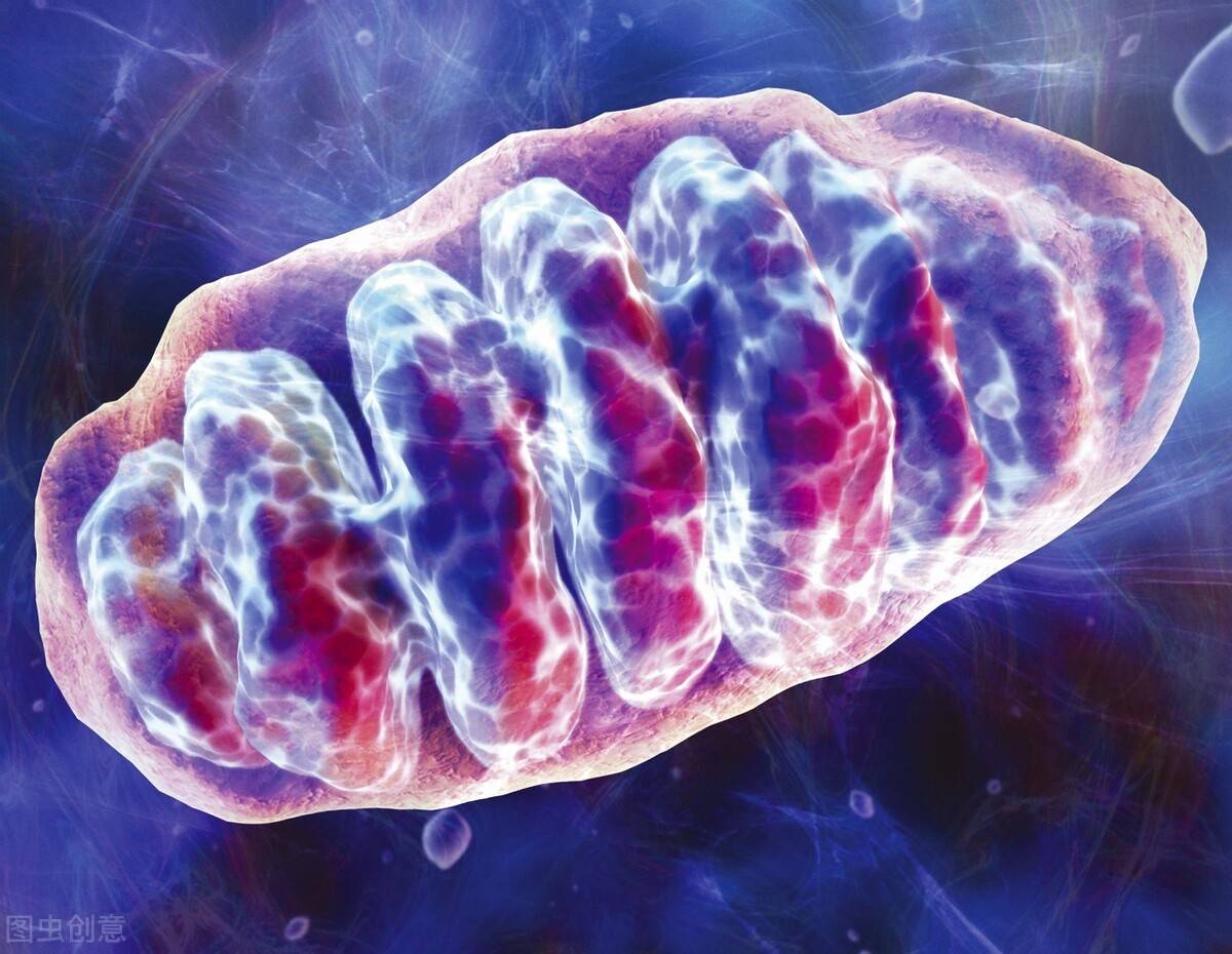 线粒体gdp_线粒体电镜图