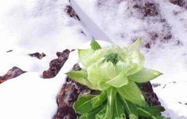 仓央嘉措的诗"雪莲花开了,开在冰山之颠,我虽然看不见,但它仍然很美.