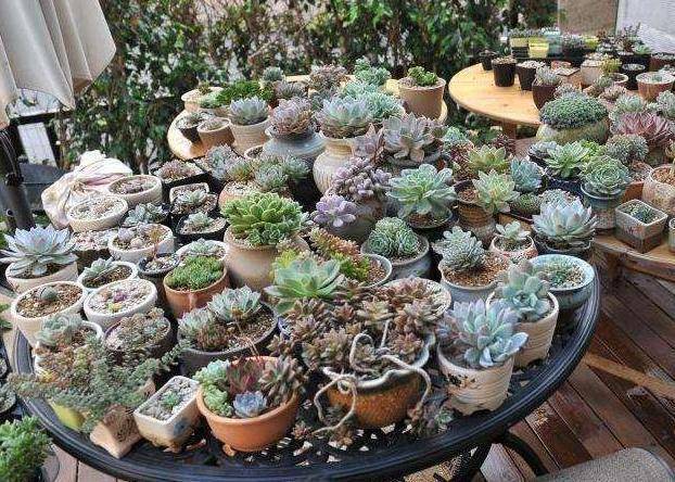 多肉怎么爆盆成桩 1d09ad3abf57486788dc0bb086b54307.jpeg