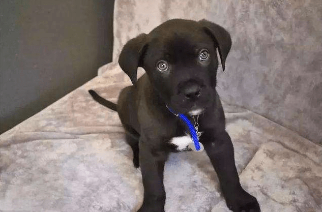 梦中小黑狗的执着,解析梦到小黑狗咬着我不放的深层含义 梦中小黑狗的执着,解析梦到小黑狗咬着我不放的深层含义