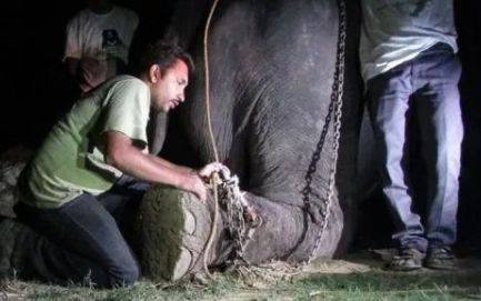 大象被锁50年铁链已嵌入皮肉，获救一刻泪流满面