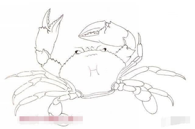 工笔螃蟹画法步骤详解,螃蟹的构图白描稿!