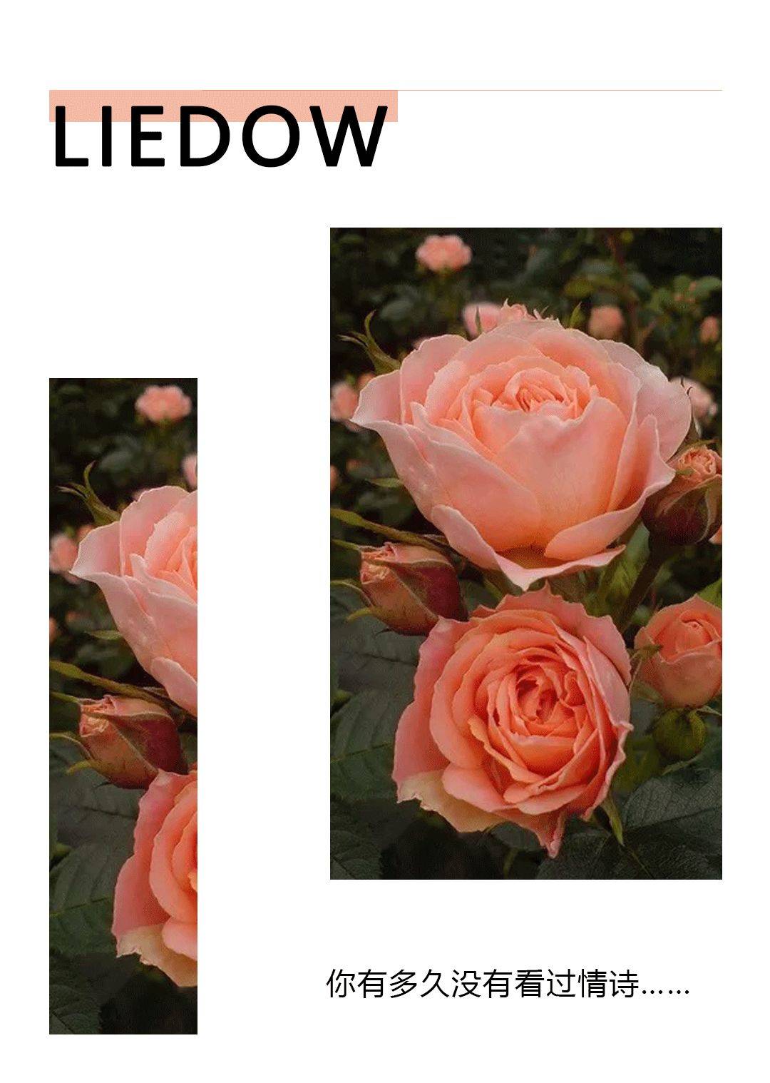 生活|蕾朵 | 七夕为你写情诗