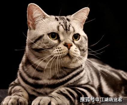 f4b0602ad67b44e3b42800945daa998d.png