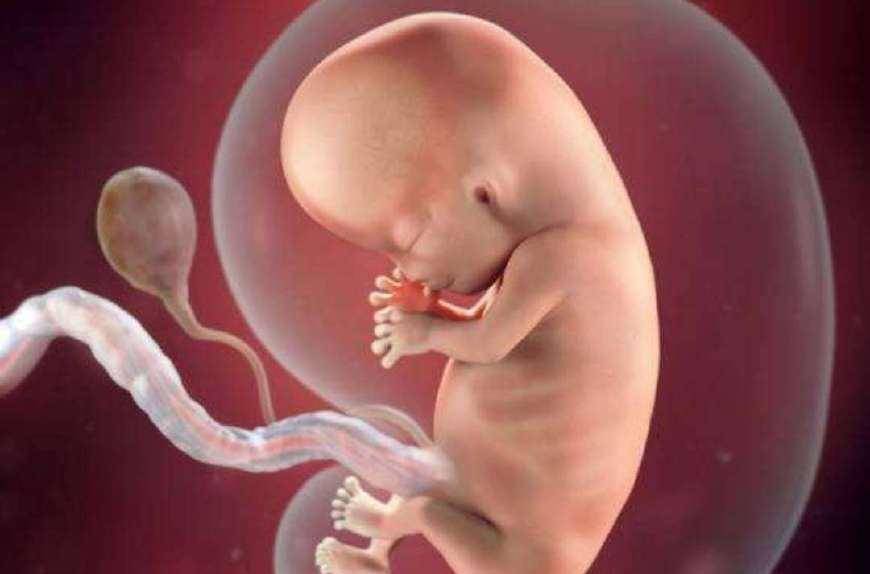 怀孕20周的胎儿长到哪里了?孕20周的胎儿有多重?