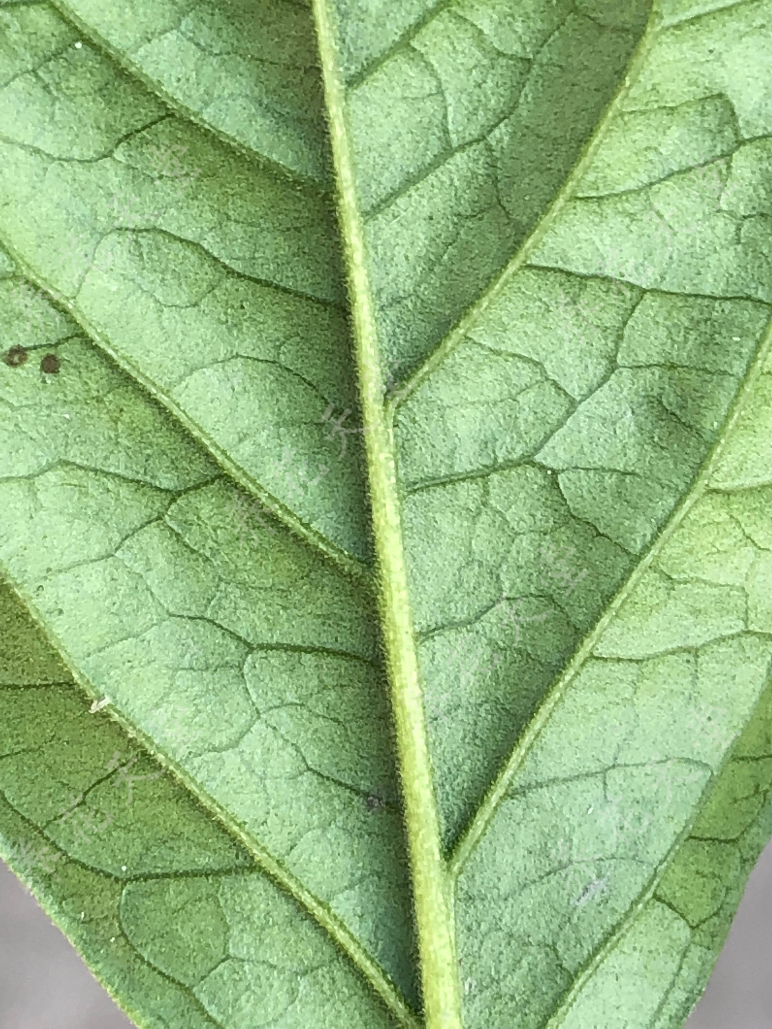 三角梅叶子花光叶子花是一种植物吗花很像看毛区分