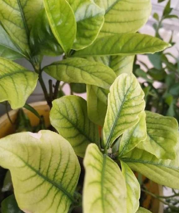 无忧树种植方法 df199373606e497d9acbcf071c34d6dc.jpeg