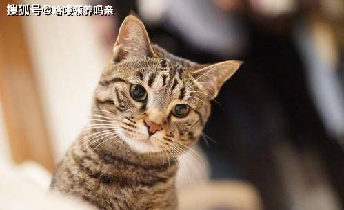 按中华田园猫的花纹花色分类,大概可以分为这几种: 曾经最常见的中华