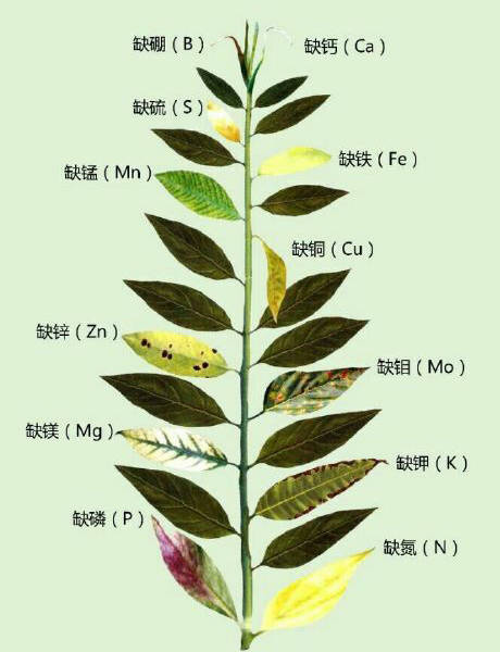 12种植物营养缺乏,看1片叶子就搞定,黄叶,斑点,焦边对症下药