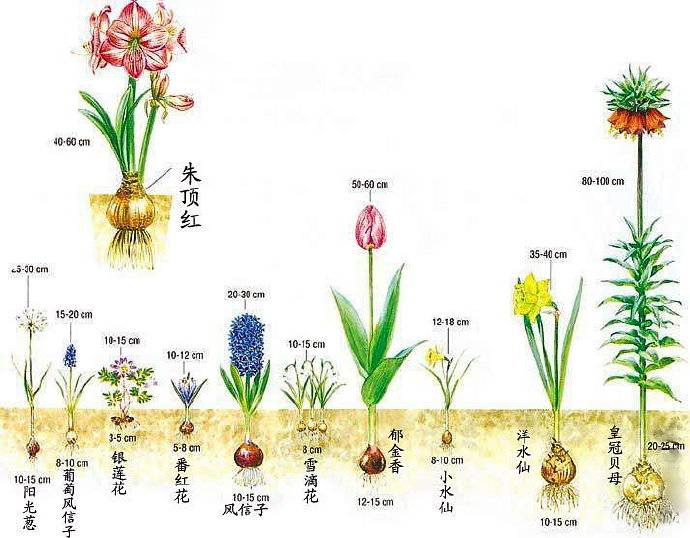 7种植物花美根丑,百合,水仙,大丽花的鳞茎,球茎怎么分辨?